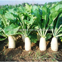 R02 Maer mid-early maturity white radish seeds, vegetable seeds